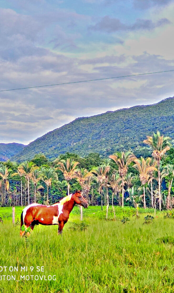 Cavalo fazenda