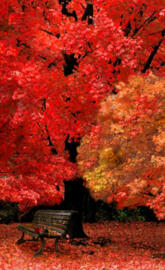 Park Bench in Autumn