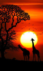 Sunset Animals