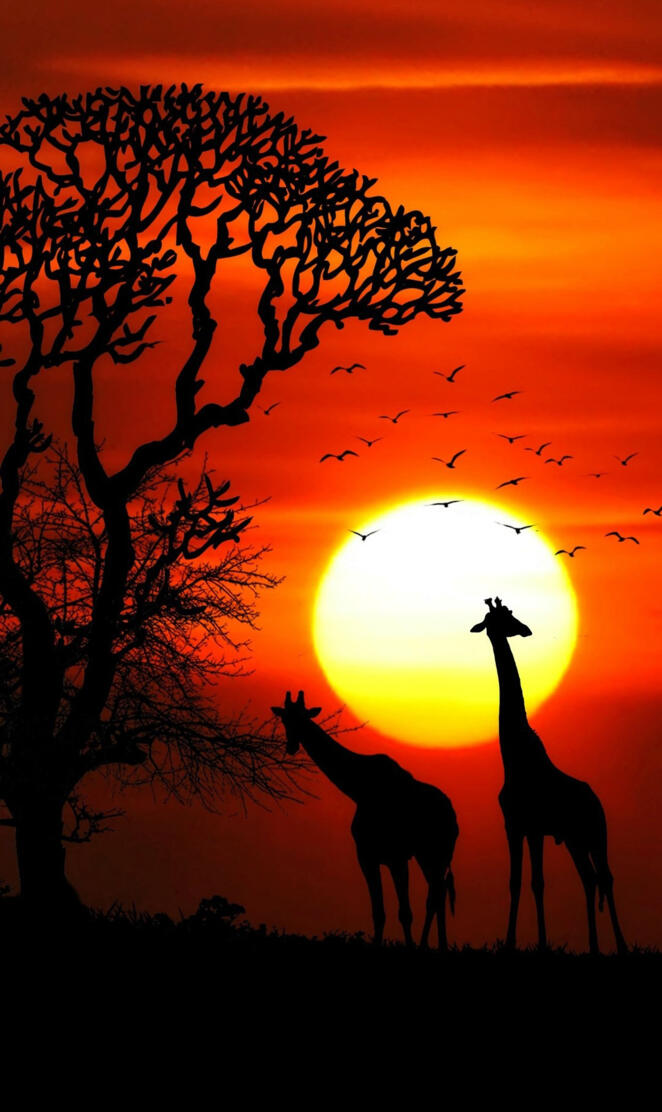 Sunset Animals