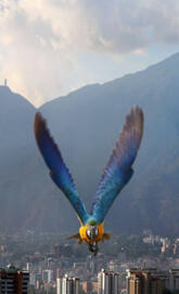 Guacamaya Caracas