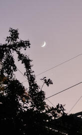 Luna  sobre arbol