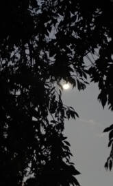 Moon and Tree