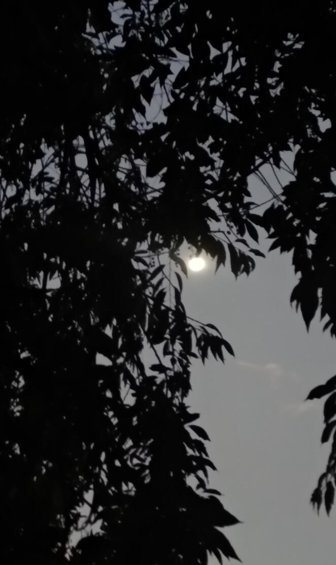 Moon and Tree