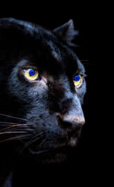 BlueEyesBigBlackCat