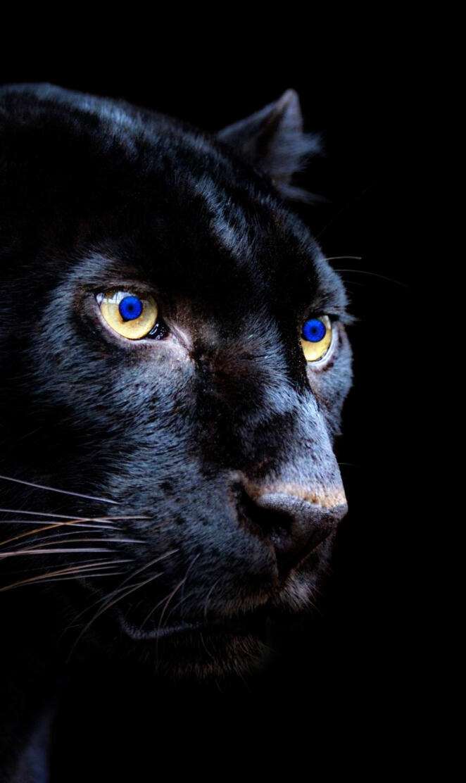 BlueEyesBigBlackCat