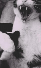 cat roar white black