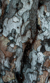 Bark