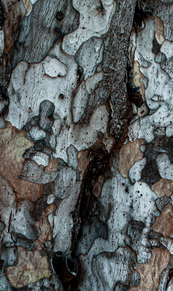 Bark