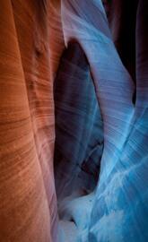 Canyon antelope
