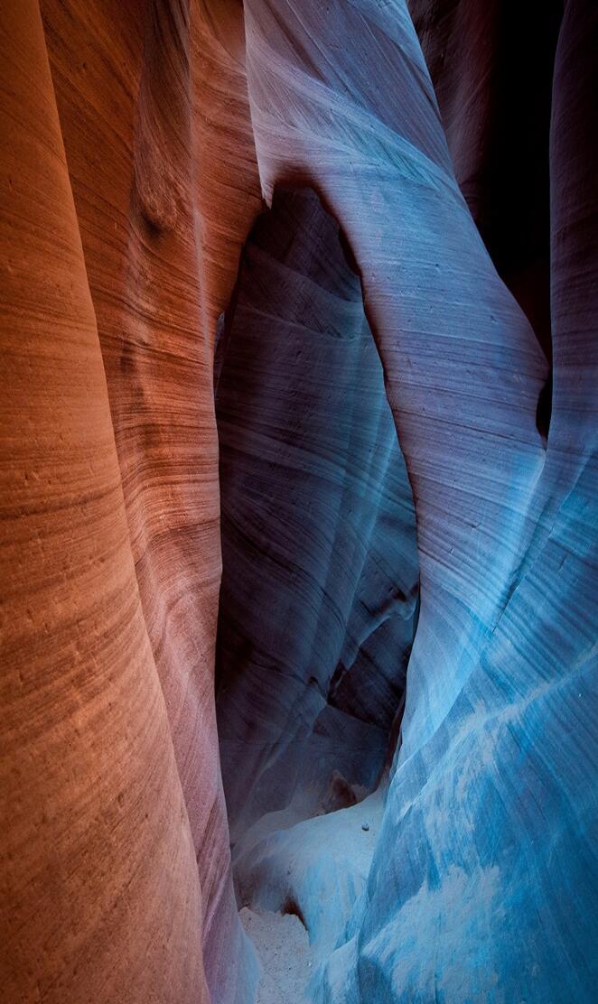 Canyon antelope