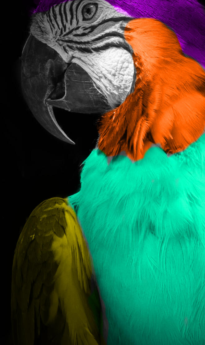 Magical MaCaw