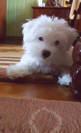 Bichon HD