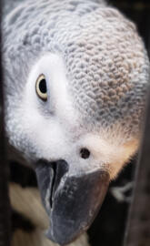 African Grey parrot 