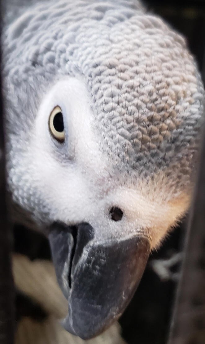 African Grey parrot 
