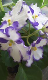 African Violet 2