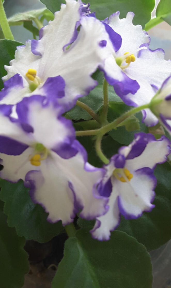 African Violet 2