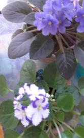 African Violet Bloom