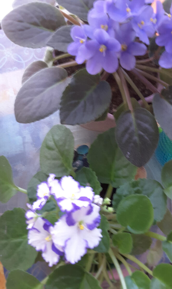 African Violet Bloom