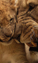 African Lion and Cub