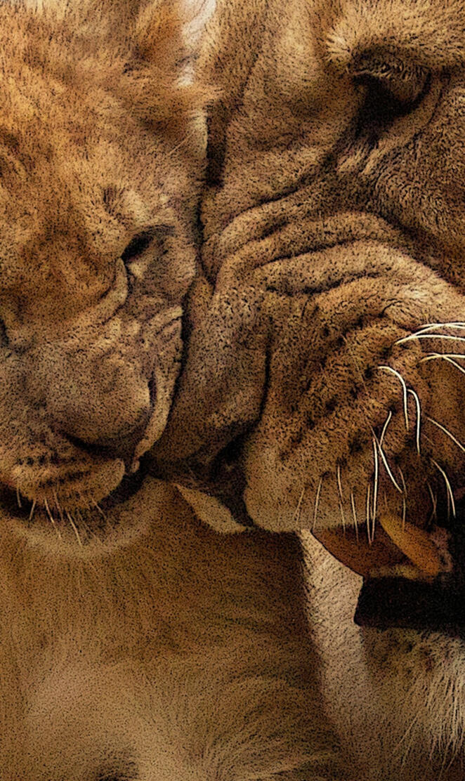 African Lion and Cub