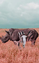 painting rhino
