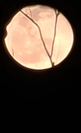 🌙 and inner branches.