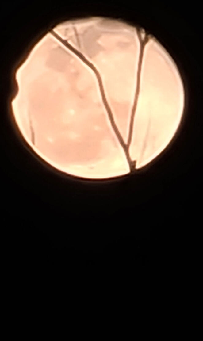 🌙 and inner branches.