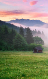 Alps Meadow Germany1