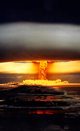 Japan Mushrom Effect