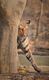Tiger behind tree