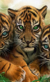 Tiger Babys