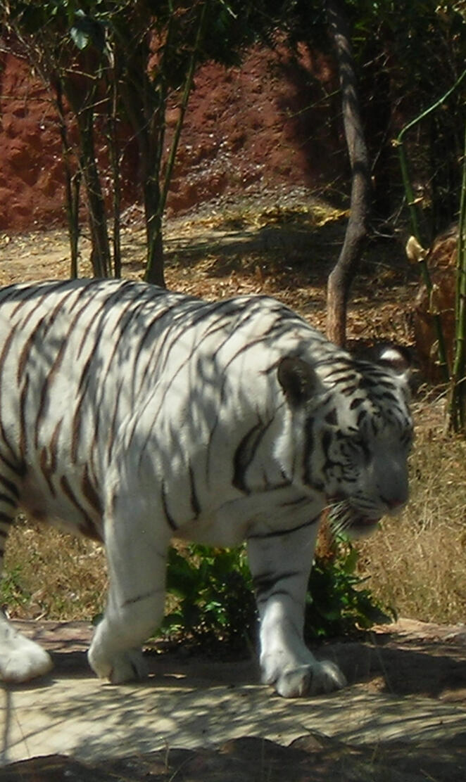Bengal Tigire