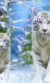 White Tiger 2