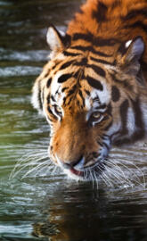 tiger drinking water