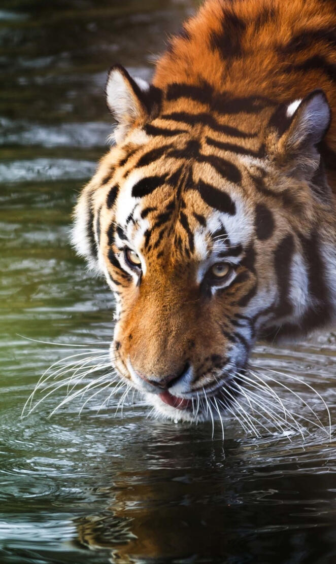 tiger drinking water