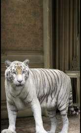 Friendly white tiger