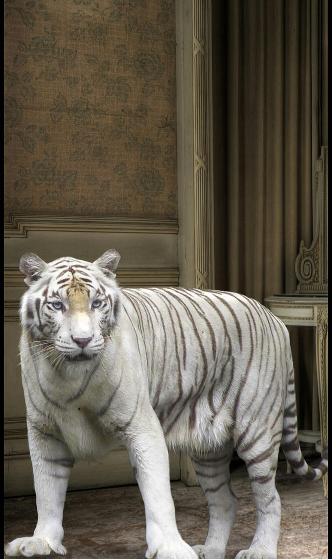 Friendly white tiger