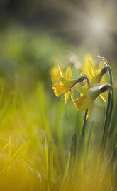 Daffodils