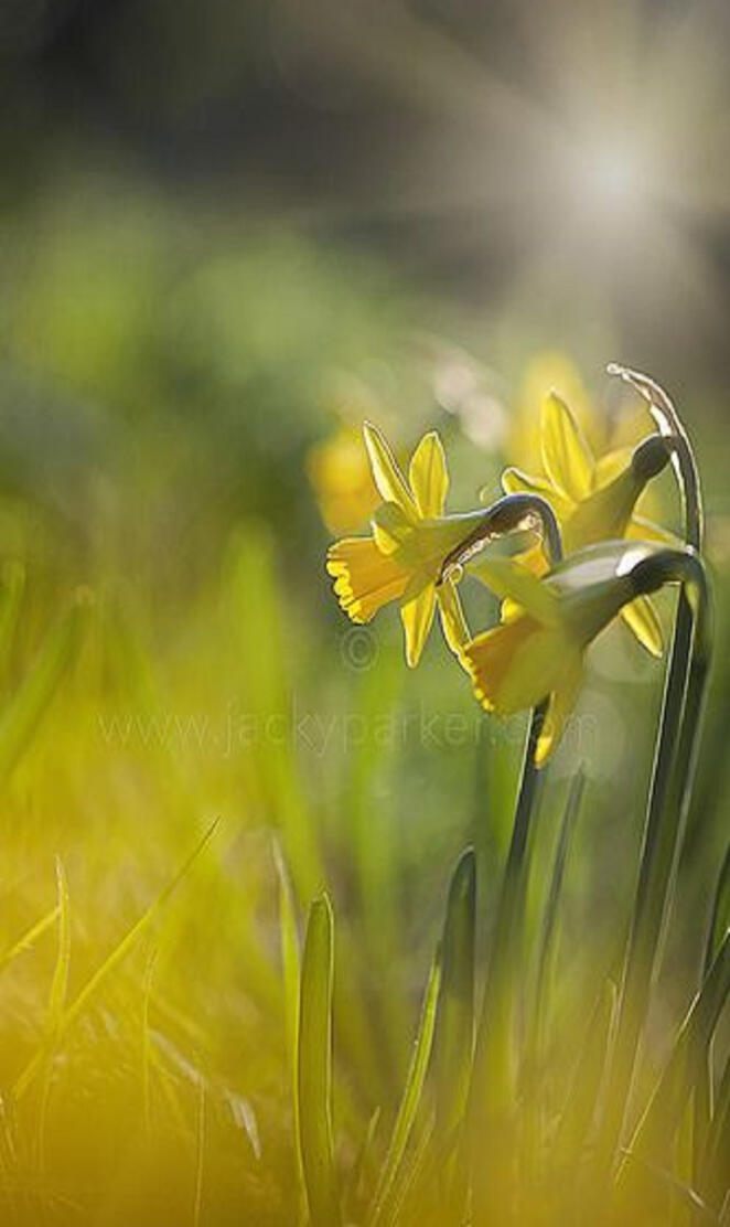 Daffodils