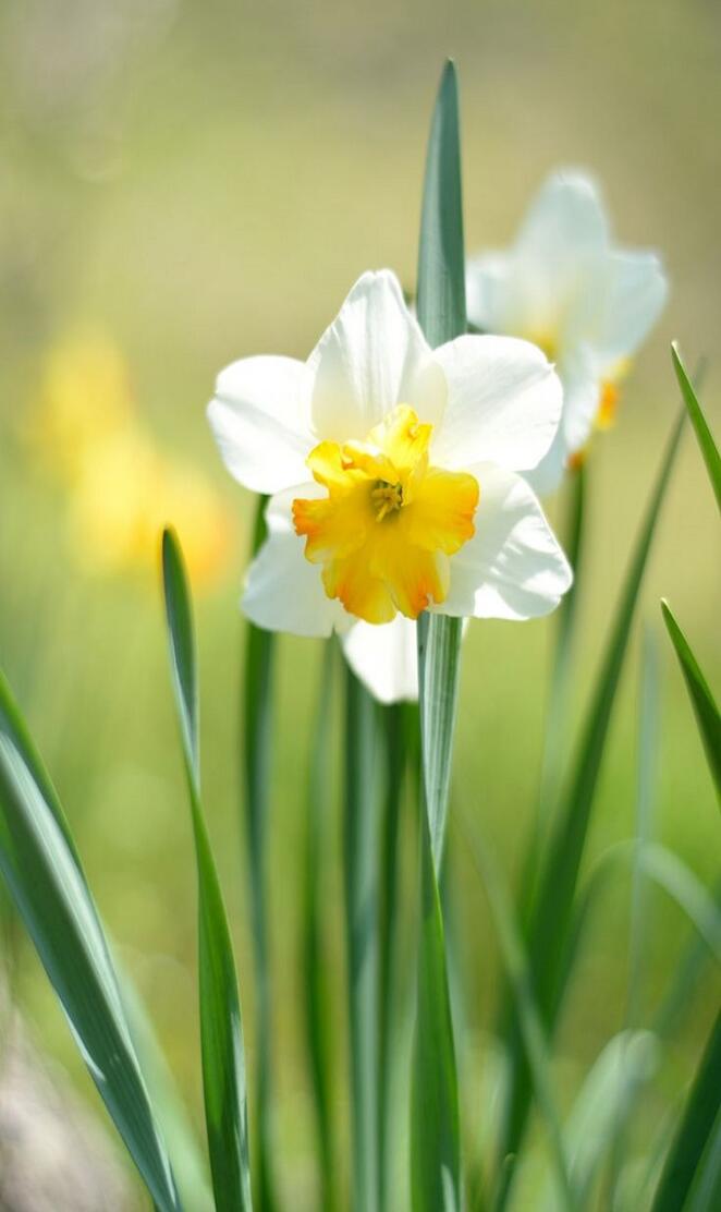 Daffodils
