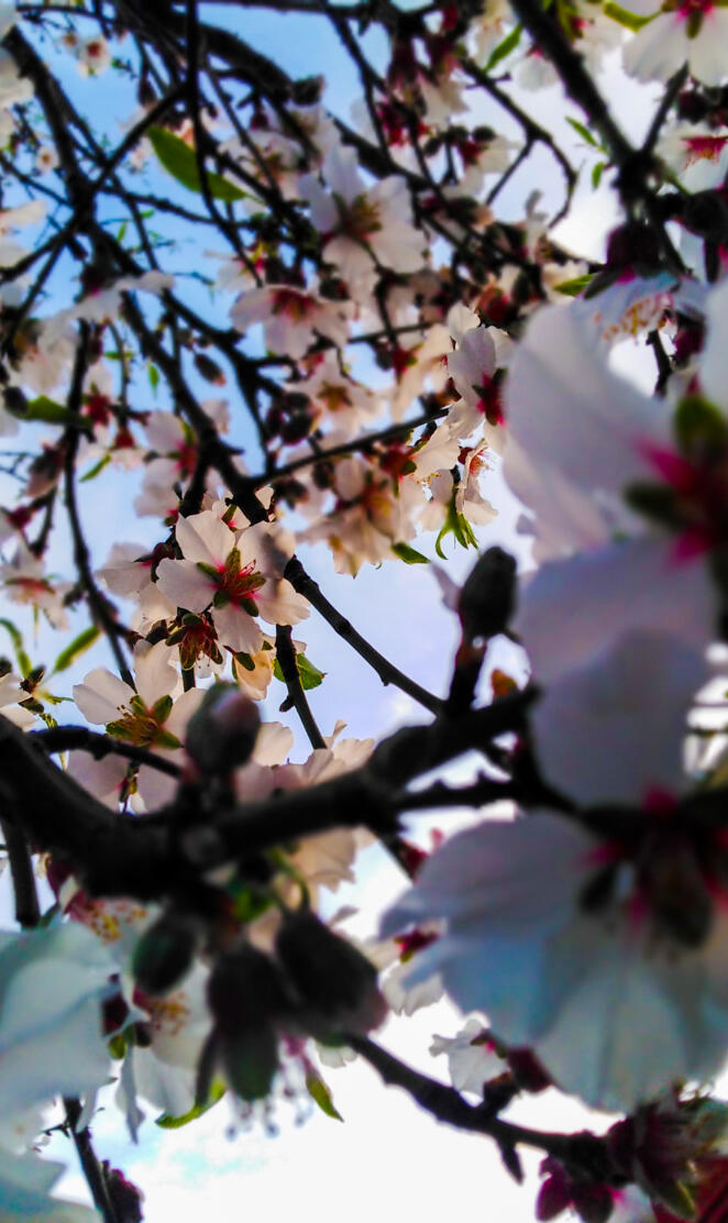Almond flowers 