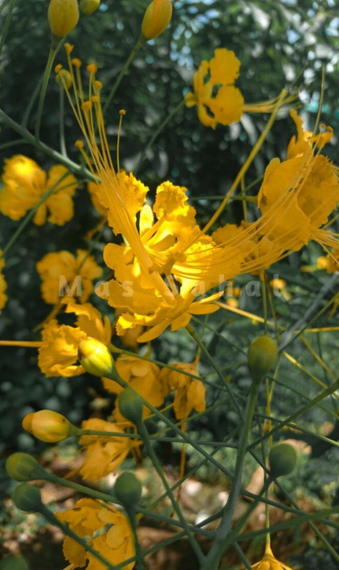 Yellow Flowers