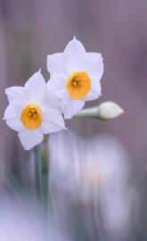 Daffodils