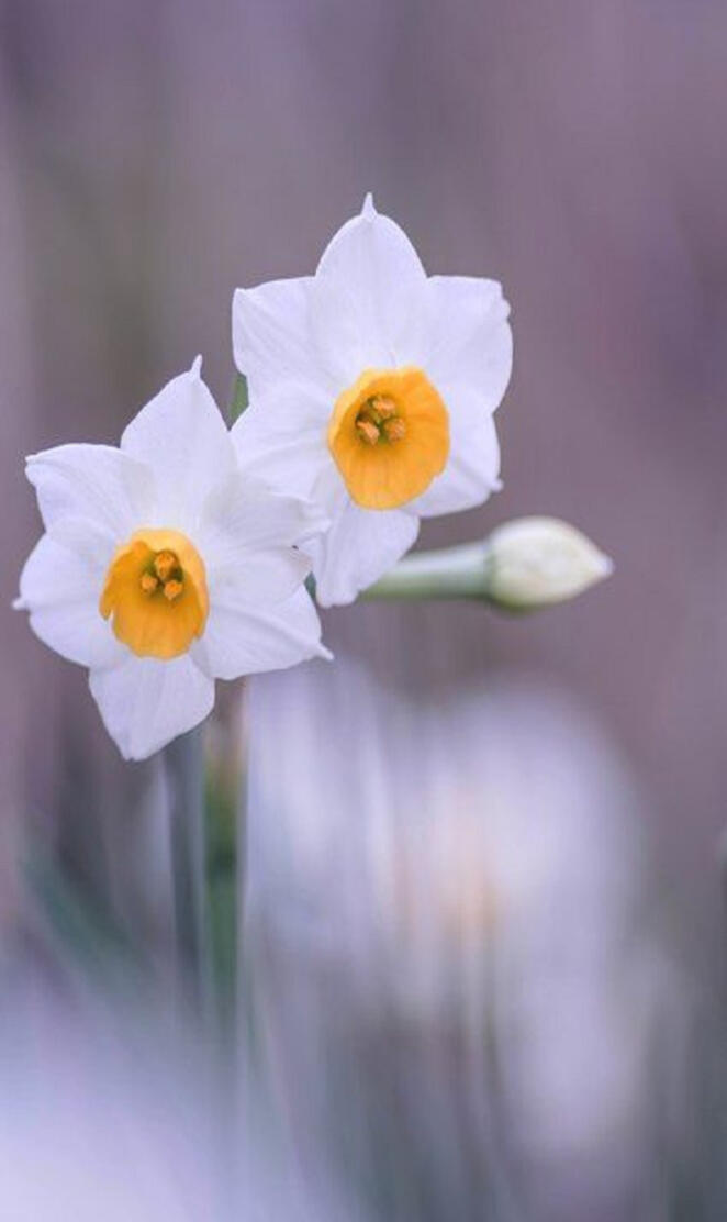 Daffodils