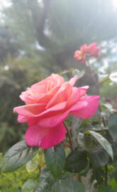 Rose in Lozan