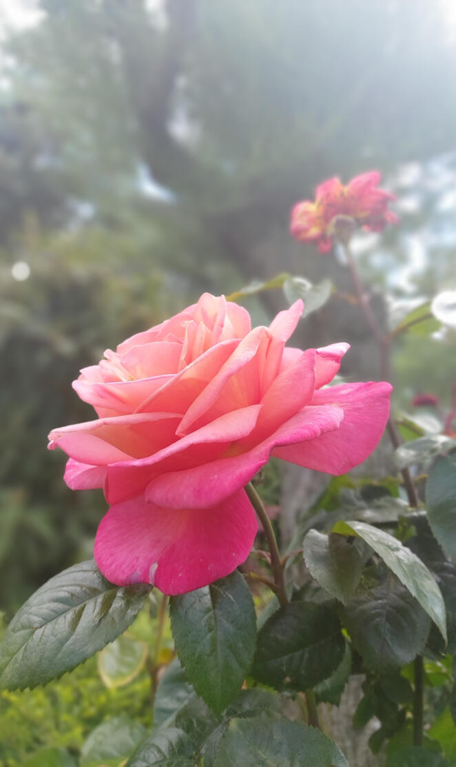 Rose in Lozan