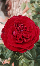Minature Rose