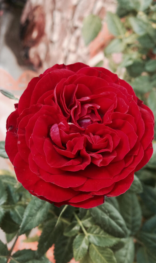 Minature Rose