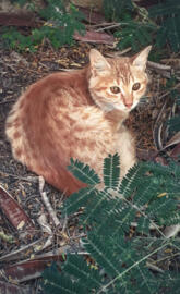 Cute cat in the Garden